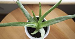 Aloe Vera plant in white container on table
