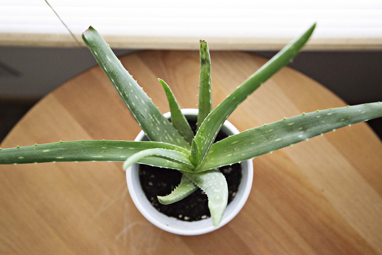 Aloe Vera plant in white container on table